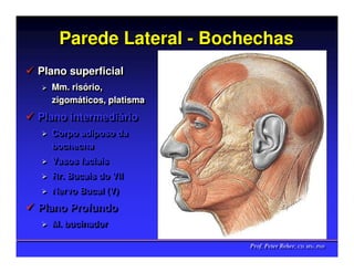 Parede Lateral - Bochechas
Plano superficial
Plano superficial
  Mm. risório,
  Mm. risório,
  zigomáticos, platisma
  zigomáticos, platisma
Plano intermediário
Plano intermediário
  Corpo adiposo da
  Corpo adiposo da
  bochecha
  bochecha
  Vasos faciais
  Vasos faciais
  Rr. Bucais do VII
  Rr. Bucais do VII
  Nervo Bucal (V)
  Nervo Bucal (V)
Plano Profundo
Plano Profundo
  M. bucinador
  M. bucinador

                          Prof. Peter Reher, CD, MSc, PhD
                          Prof. Peter Reher, CD, MSc, PhD
 