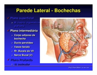 Parede Lateral - Bochechas
Plano superficial
Plano superficial
  M. risório, zigomáticos,
  M. risório, zigomáticos,
  platisma
  platisma
Plano intermediário
Plano intermediário
  Corpo adiposo da
  Corpo adiposo da
  bochecha
  bochecha
  Ducto parotídeo
  Ducto parotídeo
  Vasos faciais
  Vasos faciais
  Rr. Bucais do VII
  Rr. Bucais do VII
  Nervo Bucal (V)
  Nervo Bucal (V)
Plano Profundo
Plano Profundo
  M. bucinador
  M. bucinador
                             Prof. Peter Reher, CD, MSc, PhD
                             Prof. Peter Reher, CD, MSc, PhD
 