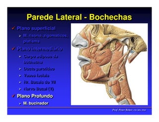 Parede Lateral - Bochechas
Plano superficial
Plano superficial
  M. risório, zigomáticos,
  M. risório, zigomáticos,
  platisma
  platisma
Plano intermediário
Plano intermediário
  Corpo adiposo da
  Corpo adiposo da
  bochecha
  bochecha
  Ducto parotídeo
  Ducto parotídeo
  Vasos faciais
  Vasos faciais
  Rr. Bucais do VII
  Rr. Bucais do VII
  Nervo Bucal (V)
  Nervo Bucal (V)
Plano Profundo
Plano Profundo
  M. bucinador
  M. bucinador
                             Prof. Peter Reher, CD, MSc, PhD
                             Prof. Peter Reher, CD, MSc, PhD
 