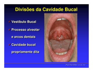 Divisões da Cavidade Bucal

Vestíbulo Bucal
Vestíbulo Bucal

Processo alveolar
Processo alveolar

e arcos dentais
e arcos dentais

Cavidade bucal
Cavidade bucal

propriamente dita
propriamente dita


                       Prof. Peter Reher, CD, MSc, PhD
                       Prof. Peter Reher, CD, MSc, PhD
 