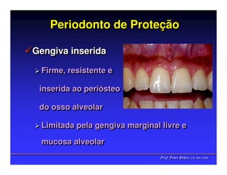 Periodonto de Proteção
                 Proteção

Gengiva inserida

 Firme, resistente e
 Firme, resistente e

 inserida ao periósteo
 inserida ao periósteo

 do osso alveolar
 do osso alveolar

 Limitada pela gengiva marginal livre e
 Limitada pela gengiva marginal livre e
 mucosa alveolar
 mucosa alveolar
                                Prof. Peter Reher, CD, MSc, PhD
                                Prof. Peter Reher, CD, MSc, PhD
 