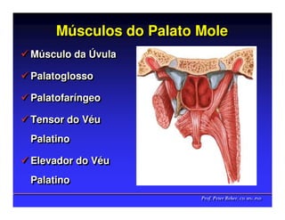 Músculos do Palato Mole
     Músculos
Músculo da Úvula
Músculo da Úvula

Palatoglosso
Palatoglosso

Palatofaríngeo
Palatofaríngeo

Tensor do Véu
Tensor do Véu
Palatino
Palatino

Elevador do Véu
Elevador do Véu
Palatino
Palatino
                        Prof. Peter Reher, CD, MSc, PhD
                        Prof. Peter Reher, CD, MSc, PhD
 