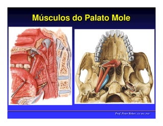 Músculos do Palato Mole
Músculos




                   Prof. Peter Reher, CD, MSc, PhD
                   Prof. Peter Reher, CD, MSc, PhD
 