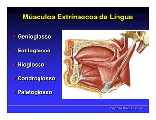 Músculos Extrínsecos da Língua
 Músculos Extrínsecos    Língua

Genioglosso
Genioglosso

Estiloglosso
Estiloglosso

Hioglosso
Hioglosso

Condroglosso
Condroglosso

Palatoglosso
Palatoglosso

                        Prof. Peter Reher, CD, MSc, PhD
                        Prof. Peter Reher, CD, MSc, PhD
 