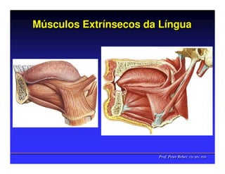 Músculos Extrínsecos da Língua
Músculos Extrínsecos    Língua




                       Prof. Peter Reher, CD, MSc, PhD
                       Prof. Peter Reher, CD, MSc, PhD
 