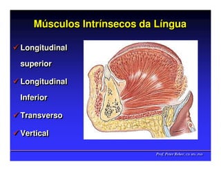 Músculos Intrínsecos da Língua
   Músculos Intrínsecos    Língua

Longitudinal
Longitudinal
superior
superior

Longitudinal
Longitudinal
Inferior
Inferior

Transverso
Transverso

Vertical
Vertical

                          Prof. Peter Reher, CD, MSc, PhD
                          Prof. Peter Reher, CD, MSc, PhD
 
