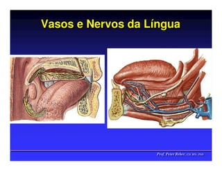 Vasos e Nervos da Língua
                  Língua




                   Prof. Peter Reher, CD, MSc, PhD
                   Prof. Peter Reher, CD, MSc, PhD
 