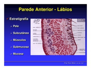 Parede Anterior - Lábios
Estratigrafia
Estratigrafia

  Pele
  Pele

  Subcutâneo
  Subcutâneo

  Músculos
  Músculos

  Submucosa
  Submucosa

  Mucosa
  Mucosa


                          Prof. Peter Reher, CD, MSc, PhD
                          Prof. Peter Reher, CD, MSc, PhD
 