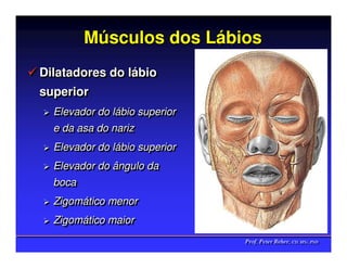 Músculos dos Lábios
Dilatadores do llábio
Dilatadores do ábio
superior
superior
  Elevador do llábio superior
  Elevador do ábio superior
  e da asa do nariz
  e da asa do nariz
  Elevador do llábio superior
  Elevador do ábio superior
  Elevador do ângulo da
  Elevador do ângulo da
  boca
  boca
  Zigomático menor
  Zigomático menor
  Zigomático maior
  Zigomático maior
                                Prof. Peter Reher, CD, MSc, PhD
                                Prof. Peter Reher, CD, MSc, PhD
 