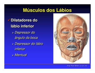 Músculos dos Lábios

Dilatadores do
llábio inferior
  ábio
  Depressor do
  Depressor do
  ângulo da boca
  ângulo da boca
  Depressor do llábio
  Depressor do ábio
  inferior
  inferior
  Mentual
  Mentual

                        Prof. Peter Reher, CD, MSc, PhD
                        Prof. Peter Reher, CD, MSc, PhD
 