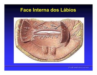 Face Interna dos Lábios
PPrrooff..PPeetteerrRReehheerr,,C
C
D
D
,
,
M
M
S
S
c
c
,
,
P
P
h
h
D
D
 