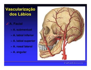 Vascularização
dos Lábios
✓A. Facial
➢ A. submentual
➢ A. labial inferior
➢ A. labial superior
➢ A. nasal lateral
➢ A. angular
PPrrooff..PPeetteerrRReehheerr,,C
C
D
D
,
,
M
M
S
S
c
c
,
,
P
P
h
h
D
D
 