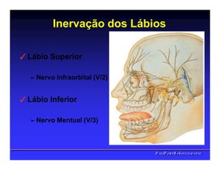 Inervação dos Lábios
✓Lábio Superior
➢ Nervo Infraorbital (V/2)
✓Lábio Inferior
➢ Nervo Mentual (V/3)
PPrrooff..PPeetteerrRReehheerr,,C
C
D
D
,
,
M
M
S
S
c
c
,
,
P
P
h
h
D
D
 
