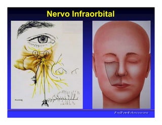 Nervo Infraorbital
PPrrooff..PPeetteerrRReehheerr,,C
C
D
D
,
,
M
M
S
S
c
c
,
,
P
P
h
h
D
D
 
