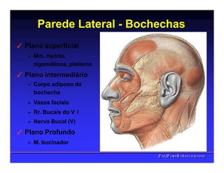 Parede Lateral - Bochechas
PPrrooff..PPeetteerrRReehheerr,,C
C
D
D
,
,
M
M
S
S
c
c
,
,
P
P
h
h
D
D
✓ Plano superficial
➢ Mm. risório,
zigomáticos, platisma
✓ Plano intermediário
➢ Corpo adiposo da
bochecha
➢ Vasos faciais
➢ Rr. Bucais do V I
➢ Nervo Bucal (V)
✓ Plano Profundo
➢ M. bucinador
 