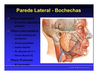 Parede Lateral - Bochechas
✓ Plano superficial
➢ M. risório, zigomáticos,
platisma
✓ Plano intermediário
➢ Corpo adiposo da
bochecha
➢ Ducto parotídeo
➢ Vasos faciais
➢ Rr. Bucais do V I
➢ Nervo Bucal (V)
✓ Plano Profundo
➢ M. bucinador
PPrrooff..PPeetteerrRReehheerr,,C
C
D
D
,
,
M
M
S
S
c
c
,
,
P
P
h
h
D
D
 