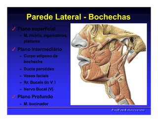 Parede Lateral - Bochechas
✓ Plano superficial
➢ M. risório, zigomáticos,
platisma
✓ Plano intermediário
➢ Corpo adiposo da
bochecha
➢ Ducto parotídeo
➢ Vasos faciais
➢ Rr. Bucais do V I
➢ Nervo Bucal (V)
✓ Plano Profundo
➢ M. bucinador
PPrrooff..PPeetteerrRReehheerr,,C
C
D
D
,
,
M
M
S
S
c
c
,
,
P
P
h
h
D
D
 