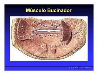 Músculo Bucinador
PPrrooff..PPeetteerrRReehheerr,,C
C
D
D
,
,
M
M
S
S
c
c
,
,
P
P
h
h
D
D
 