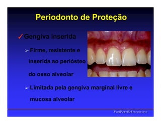 ✓Gengiva inserida
➢ Firme, resistente e
inserida ao periósteo
do osso alveolar
➢ Limitada pela gengiva marginal livre e
mucosa alveolar
Periodonto de Proteção
PPrrooff..PPeetteerrRReehheerr,,C
C
D
D
,
,
M
M
S
S
c
c
,
,
P
P
h
h
D
D
 
