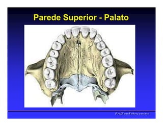 Parede Superior - Palato
PPrrooff..PPeetteerrRReehheerr,,C
C
D
D
,
,
M
M
S
S
c
c
,
,
P
P
h
h
D
D
 