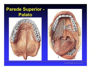 Parede Superior -
Palato
PPrrooff..PPeetteerrRReehheerr,,C
C
D
D
,
,
M
M
S
S
c
c
,
,
P
P
h
h
D
D
 