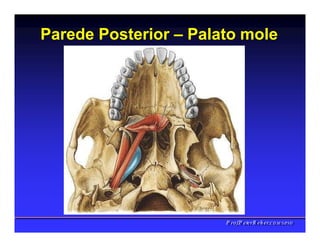 Parede Posterior – Palato mole
PPrrooff..PPeetteerrRReehheerr,,C
C
D
D
,
,
M
M
S
S
c
c
,
,
P
P
h
h
D
D
 