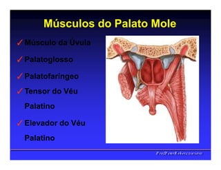 Músculos do Palato Mole
✓Músculo da Úvula
✓Palatoglosso
✓Palatofaríngeo
✓Tensor do Véu
Palatino
✓Elevador do Véu
Palatino
PPrrooff..PPeetteerrRReehheerr,,C
C
D
D
,
,
M
M
S
S
c
c
,
,
P
P
h
h
D
D
 