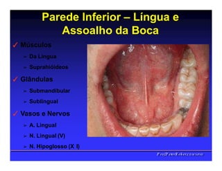 Parede Inferior – Língua e
Assoalho da Boca
✓ Músculos
➢ Da Língua
➢ Suprahióideos
✓ Glândulas
➢ Submandibular
➢ Sublingual
✓ Vasos e Nervos
➢ A. Lingual
➢ N. Lingual (V)
➢ N. Hipoglosso (X I)
PPrrooff..PPeetteerrRReehheerr,,C
C
D
D
,
,
M
M
S
S
c
c
,
,
P
P
h
h
D
D
 
