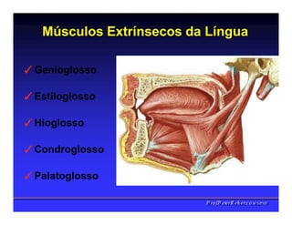 Músculos Extrínsecos da Língua
✓Genioglosso
✓Estiloglosso
✓Hioglosso
✓Condroglosso
✓Palatoglosso
PPrrooff..PPeetteerrRReehheerr,,C
C
D
D
,
,
M
M
S
S
c
c
,
,
P
P
h
h
D
D
 