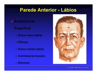 Parede Anterior - Lábios
✓Anatomia de
Superfície
➢ Sulco naso-labial
➢ Filtrum
➢ Sulco mento labial
➢ Comissuras bucais
➢ Stomios
PPrrooff..PPeetteerrRReehheerr,,C
C
D
D
,
,
M
M
S
S
c
c
,
,
P
P
h
h
D
D
 