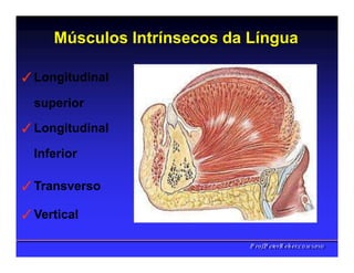 Músculos Intrínsecos da Língua
✓Longitudinal
superior
✓Longitudinal
Inferior
✓Transverso
✓Vertical
PPrrooff..PPeetteerrRReehheerr,,C
C
D
D
,
,
M
M
S
S
c
c
,
,
P
P
h
h
D
D
 