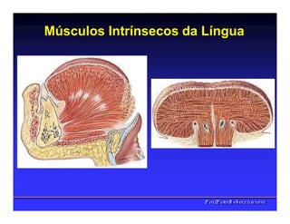 Músculos Intrínsecos da Língua
PPrrooff..PPeetteerrRReehheerr,,C
C
D
D
,
,
M
M
S
S
c
c
,
,
P
P
h
h
D
D
 