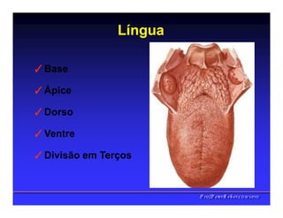 Língua
✓Base
✓Ápice
✓Dorso
✓Ventre
✓Divisão em Terços
PPrrooff..PPeetteerrRReehheerr,,C
C
D
D
,
,
M
M
S
S
c
c
,
,
P
P
h
h
D
D
 