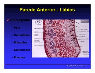Parede Anterior - Lábios
✓Estratigrafia
➢ Pele
➢ Subcutâneo
➢ Músculos
➢ Submucosa
➢ Mucosa
PPrrooff..PPeetteerrRReehheerr,,C
C
D
D
,
,
M
M
S
S
c
c
,
,
P
P
h
h
D
D
 