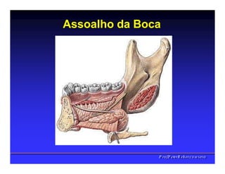 Assoalho da Boca
PPrrooff..PPeetteerrRReehheerr,,C
C
D
D
,
,
M
M
S
S
c
c
,
,
P
P
h
h
D
D
 