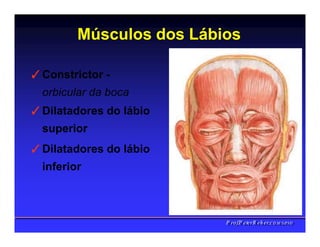Músculos dos Lábios
✓Constrictor -
orbicular da boca
✓Dilatadores do lábio
superior
✓Dilatadores do lábio
inferior
PPrrooff..PPeetteerrRReehheerr,,C
C
D
D
,
,
M
M
S
S
c
c
,
,
P
P
h
h
D
D
 
