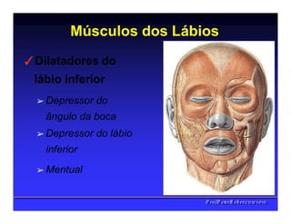 Músculos dos Lábios
✓Dilatadores do
lábio inferior
➢ Depressor do
ângulo da boca
➢ Depressor do lábio
inferior
➢ Mentual
PPrrooff..PPeetteerrRReehheerr,,C
C
D
D
,
,
M
M
S
S
c
c
,
,
P
P
h
h
D
D
 