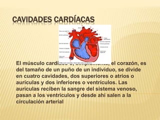 CAVIDADES CARDÍACAS
El músculo cardíaco o, simplemente, el corazón, es
del tamaño de un puño de un individuo, se divide
en cuatro cavidades, dos superiores o atrios o
aurículas y dos inferiores o ventrículos. Las
aurículas reciben la sangre del sistema venoso,
pasan a los ventrículos y desde ahí salen a la
circulación arterial
 