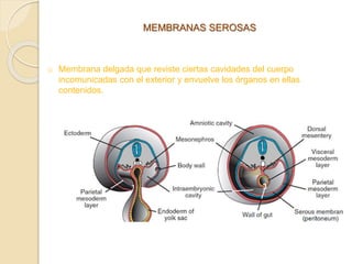 Cavidades corporales embrionarias | PPTX