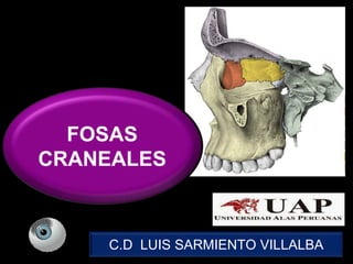 FOSAS 
CRANEALES 
C.D LUIS SARMIENTO VILLALBA 
 