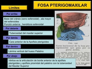 FOSA PTERIGOMAXILAR 
Límites 
Por arriba 
Base del cráneo (seno esfenoidal) , ala mayor 
del esfenoides 
Porción externa , hendidura esfenoidal 
Por delante 
Tuberosidad del maxilar superior 
Por detrás 
Cara anterior de la Apofisis pterigoides 
Por dentro 
Lámina vertical del hueso Palatino 
Por abajo 
Vértice es la articulación de borde anterior de la apófisis 
pterigoides y apófisis piramidal del palatino con la tuberosidad 
del Maxilar Superior 
21 
 