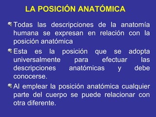 LA POSICIÓN ANATÓMICA
Todas las descripciones de la anatomía
humana se expresan en relación con la
posición anatómica
Esta...