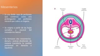 embriologia en medicina Cavidades corporales.pptx