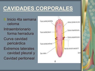 CAVIDADES CORPORALES Inicio 4ta semana celoma  Intraembrionario  forma herradura Curva cavidad pericárdica  Extremos laterales cavidad pleural y  Cavidad peritoneal 