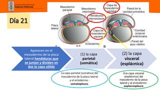cavidades diafragmaticas-Dra. Antayhua.pptx