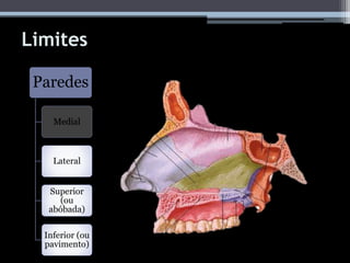 Limites
Paredes
Medial
Lateral
Superior
(ou
abóbada)
Inferior (ou
pavimento)
 