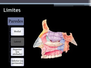 Limites
Paredes
Medial
Lateral
Superior
(ou
abóbada)
Inferior (ou
pavimento)
 