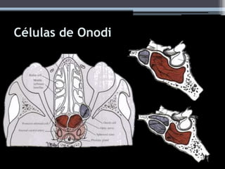Células de Onodi
 