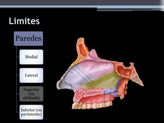Limites
Paredes
Medial
Lateral
Superior
(ou
abóbada)
Inferior (ou
pavimento)
 