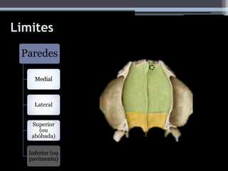 Limites
Paredes
Medial
Lateral
Superior
(ou
abóbada)
Inferior (ou
pavimento)
 